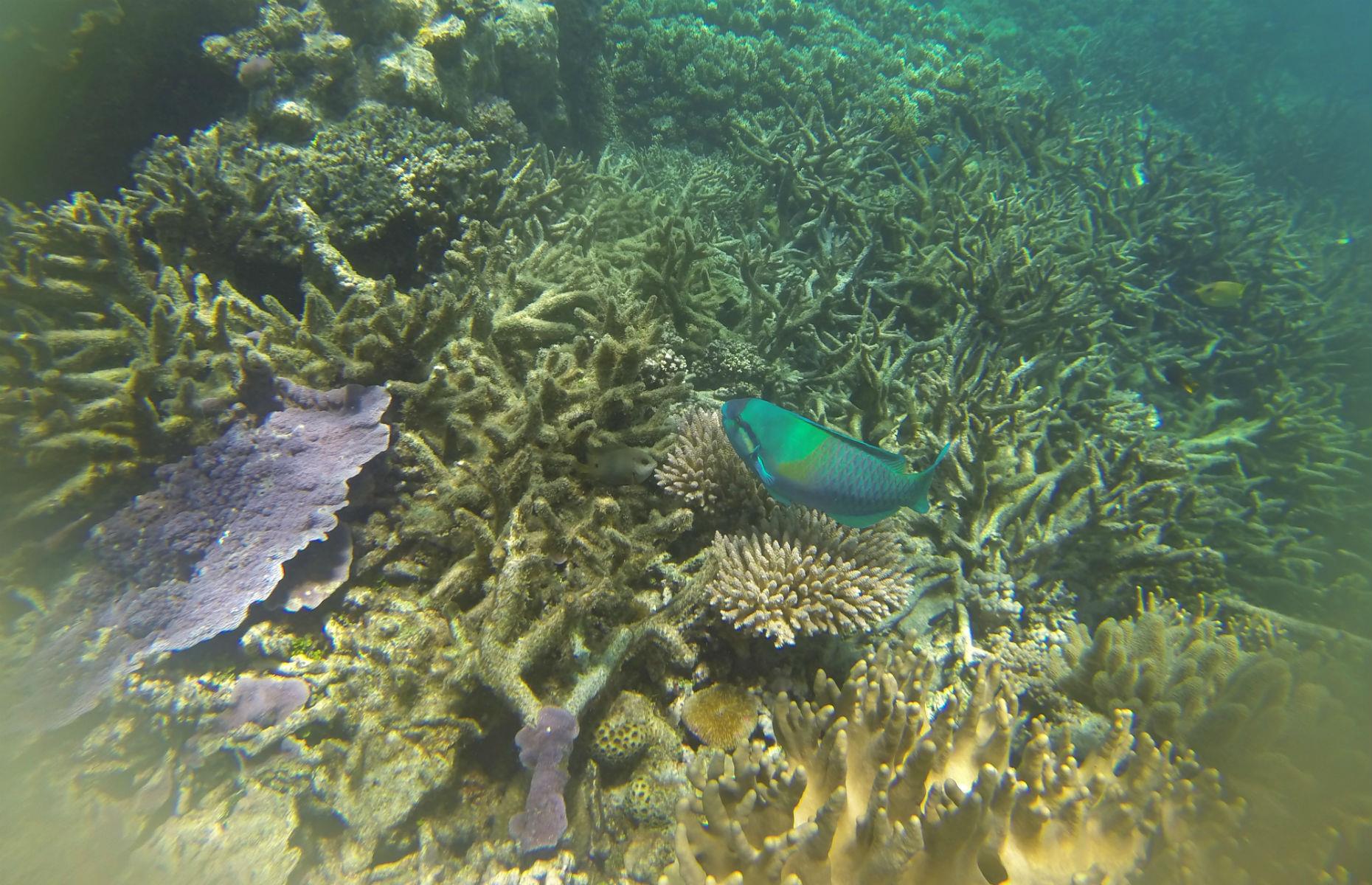 The Great Barrier Reef, Australia
